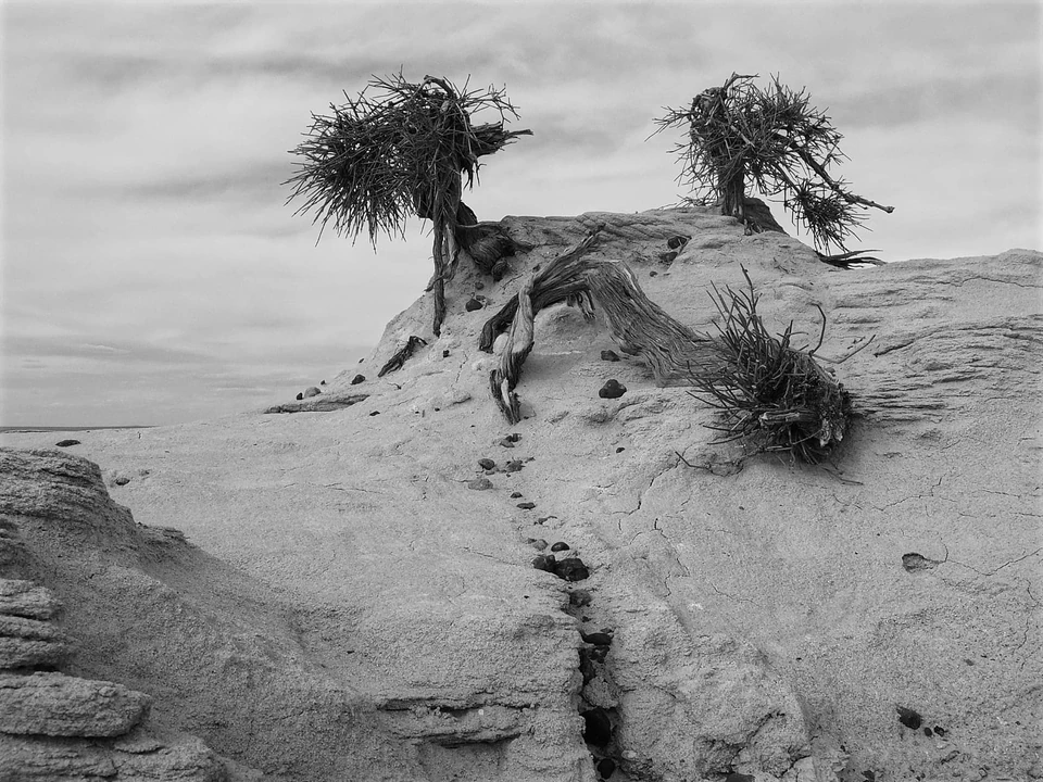 Black & White — photograph 40 of 44