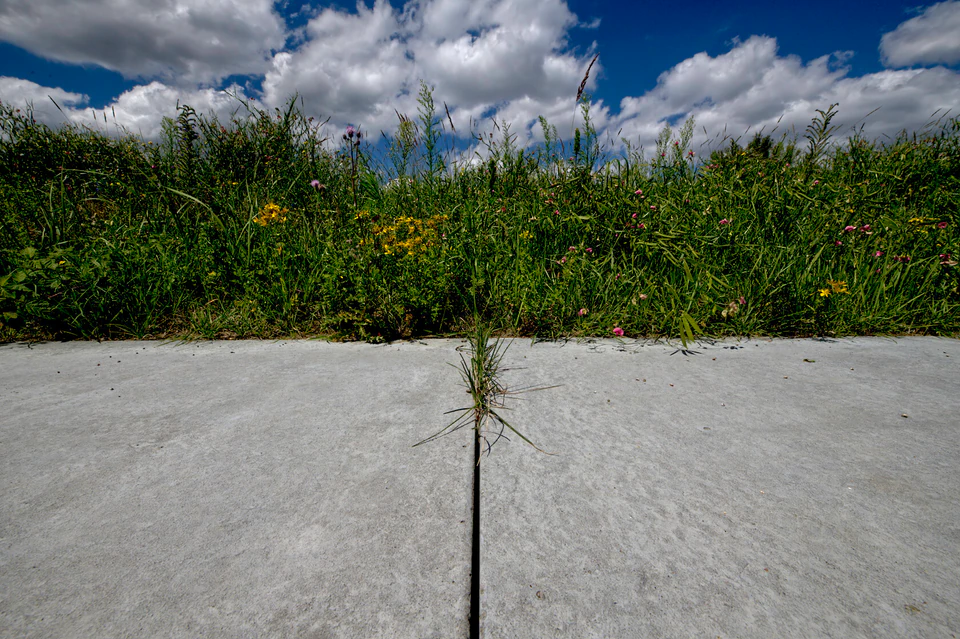 Nature’s Tenacity (2020 - ~) — photograph 1 of 9