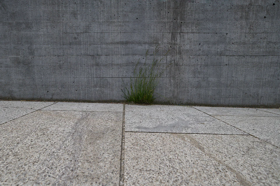 Nature’s Tenacity (2020 - ~) — photograph 2 of 9