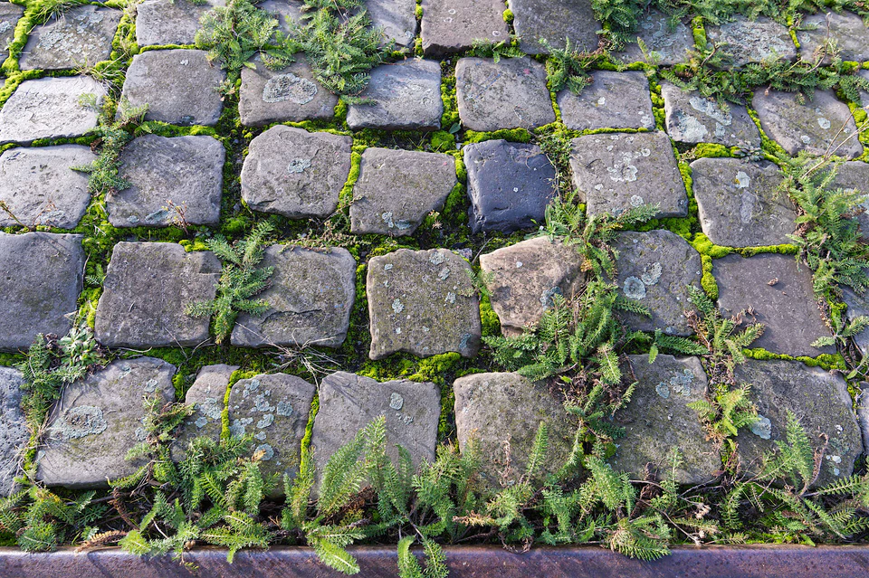 Nature’s Tenacity (2020 - ~) — photograph 6 of 9