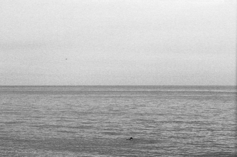 L'oiseau, le chien et la mer
